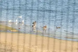 Canards chipeaux sur la plage du plan d'eau du Canada.