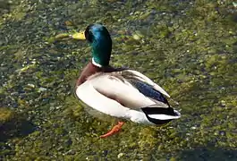 Un canard sur un lac.