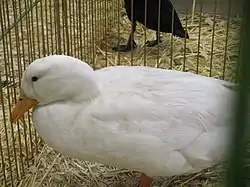 Canard d'Estaires au Salon de l'Agriculture de Paris.