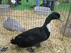 Canard de Duclair noir au salon de l'agriculture de Paris.