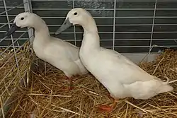 Couple de Canard de Forest blanc