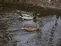 Canards en promenade sur l'Albanne.