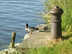 Un canard colvert mâle sur les bords du canal prend un bain de soleil.