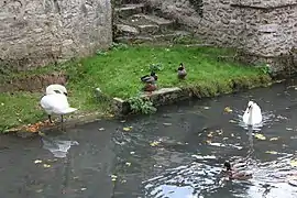 Canards et cygnes sur le canal de Crécy-la-Chapelle