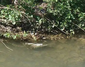 Pollution et canards sur l'Huveaune à Saint-Marcel (Marseille)