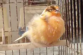 Canari panaché à fond rouge