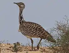 Gros oiseau de couleur sable au sol.