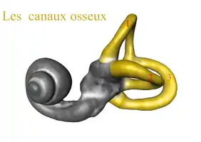 canaux osseux 1) Canal supérieur 2) Canal Externe3) Canal postérieur