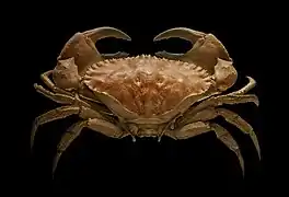 Un crabe Cancer bellianus (en) (Malacostraca)