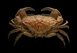 Crabe Cancer bellianus, un décapode