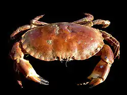 Tourteau (Cancer pagurus), un crabe « classique » (clade des Brachyura)