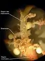 Candelabrum cocksii. Jonction entre la région des blastostyles (reproductrice) et la région nourricière. La flèche désigne un embryon (déformé) retenu par deux tentacules adhésifs. Les sphères blanches, en bas, sont des gonophores femelles.