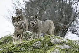Groupe de trois loups ibériques