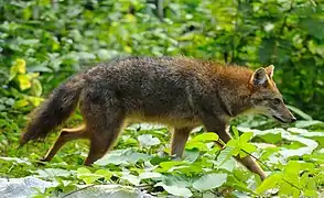 Canis aureus cruesemanni en Thaïlande, parc national de Kaeng Krachan