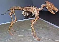 Squelette de loup fossile du Pléistocène d'Amérique du Nord.