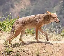 Coyote, un des prédateurs du parc.
