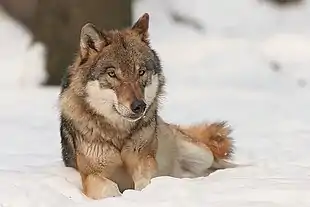 Loup gris.