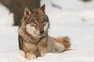 Loup