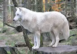 Loup arctique (Canis lupus arctos)