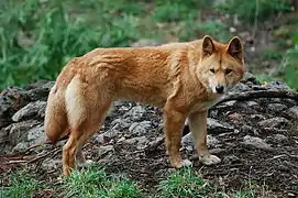 Dingo (Canis lupus dingo)