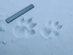Empreintes de pas dans la neige