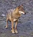 Loup (Canis lupus lupus, Mammalia, Canidae)