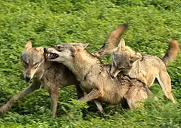 Le Loup des Indes est une espèce gravement menacée du fait de la fragmentation de son habitat.