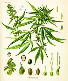Cannabis sativa (Köhler) Planche botanique n° I-13 de l'"Atlas des Plantes médicinales de Köhler