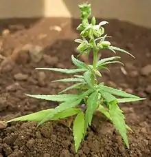 Jeune plant mâle de Cannabis sativa exposé au Jardin d'Éden, à La Réunion.