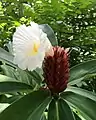 Cheilocostus speciosus ou Canne d'eau.