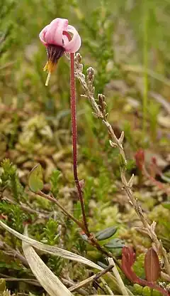 Canneberge (Vaccinium oxycoccos)