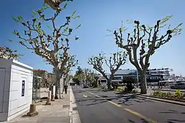 Platanes le long des allées de la Liberté et sur le terre-plein central du boulevard. En fond la gare maritime et le palais des festivals