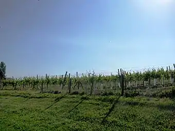 Vignes de l'AOC Pacherenc-du-vic-bilh.