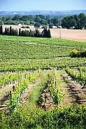 Vignoble de l'AOC Béarn.