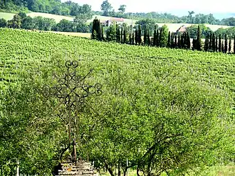 Vignoble de l'AOC Madiran.