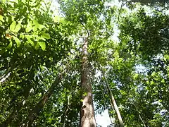 Les frondaisons de la jungle amazonienne en Guyane