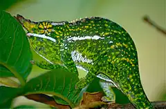 Description de l'image Canopy Chameleon (Furcifer willsii) (10313613594).jpg.