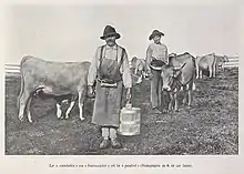  photo noir et blanc d'un homme portant un bidon de lait au milieu d'un troupeau de vache.