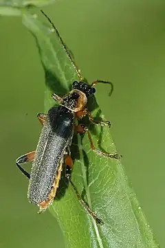 Description de l'image Cantharis.nigricans.jpg.