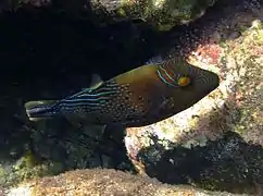 Canthigaster amboinensis