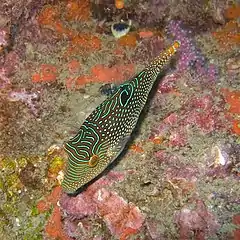 Description de l'image Canthigaster compressa.jpg.