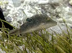 Canthigaster petersii