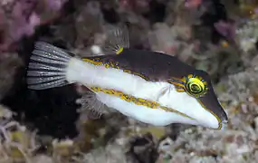 Canthigaster smithae