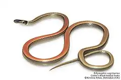 Description de l'image Cantor's black-headed snake Sibynophis sagittarius by Ashahar alias Krishna Khan.jpg.