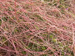 La Cuscute du thym est l'une des plantes peu communes (plante parasite) qui se développe sur la lande rase.