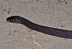 Description de l'image Cape File Snake (Mehelya capensis) (7652075260).jpg.
