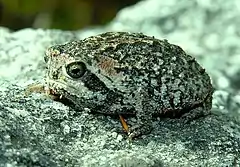 Description de l'image Cape Mountain Rain Frog - Breviceps montanus.jpg.