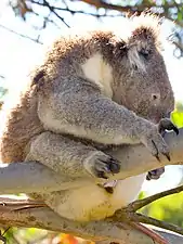 Certains animaux arboricoles étreignent les branches, comme ici le Koala.