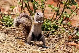 Mâle (Tswalu Kalahari, Afrique du Sud)