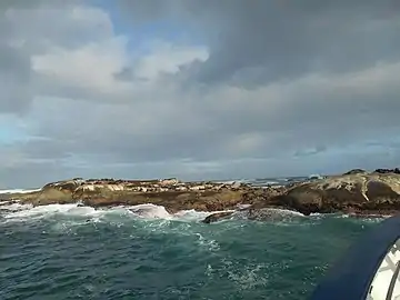 Le cap de Bonne-Espérance et ses « habitants » : phoques, otaries, oiseaux marins.